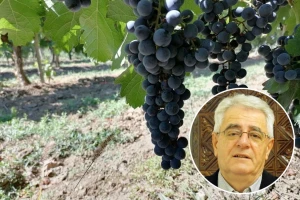 Vremenske prilike odgovarat će ratarima, vinogradarima i voćarima
