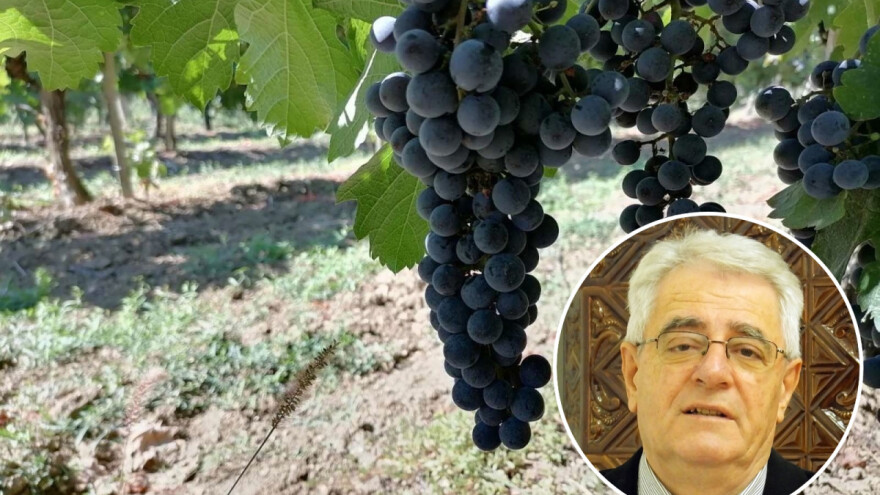 Vremenske prilike odgovarat će ratarima, vinogradarima i voćarima