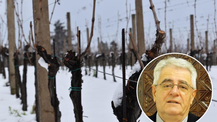 Blagdan sv. Vinka predstavlja i početak radova u vinogradima, a kako će vrijeme poslužiti?