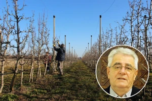 Vremenske prilike olakšat će rezidbu voćarima i vinogradarima