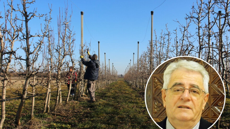Vremenske prilike olakšat će rezidbu voćarima i vinogradarima
