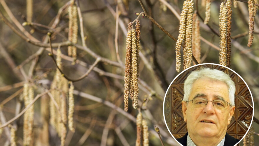 Pelud lijeske u zraku  - ulazimo u pretproljeće