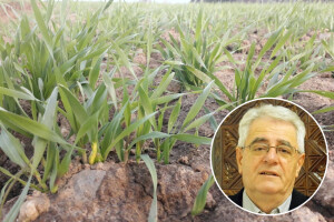 Suša će sigurno još potrajati, pripazite na stvaranje pokorice