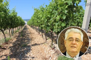 Tko želi vino piti, mora stalno u vinogradu biti
