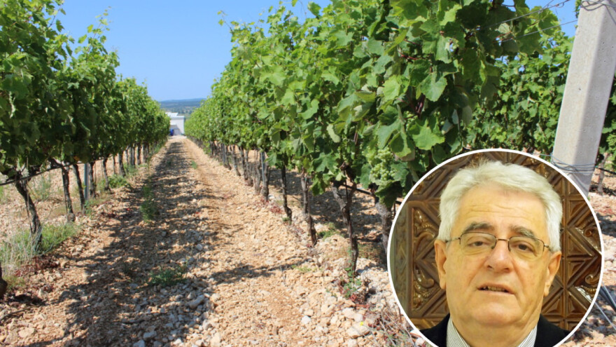 Tko želi vino piti, mora stalno u vinogradu biti