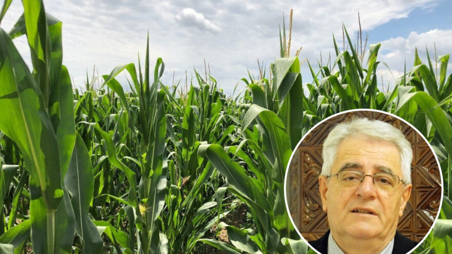 Čini vam se da kukuruz zbog vremena zaostaje u rastu?