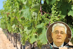 Što je u kolovozu više kiše, to će i vina biti više