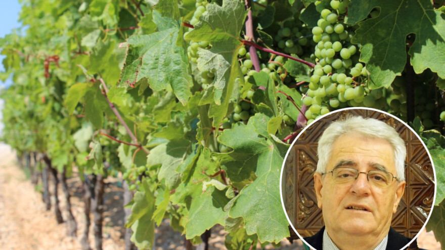 Što je u kolovozu više kiše, to će i vina biti više