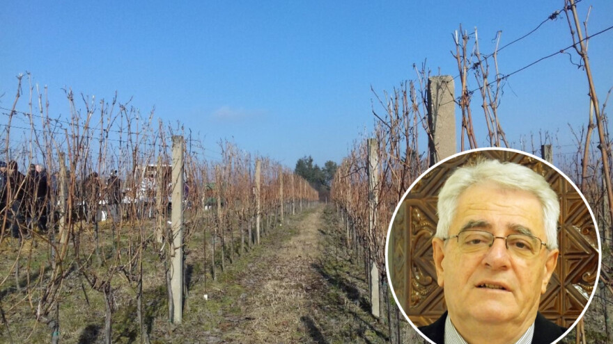 Stiže sv. Vinko, ali i južina