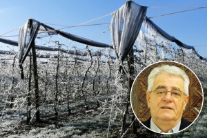 Crni dani za voćare i vinogradare još uvijek nisu prošli