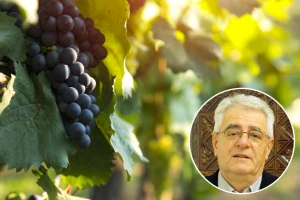 Rujanska kiša zlato je njivama, a otrov vinogradima
