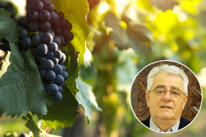 Rujanska kiša zlato je njivama, a otrov vinogradima