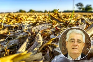 Bablje odnosno Miholjsko ljeto uskoro počinje!