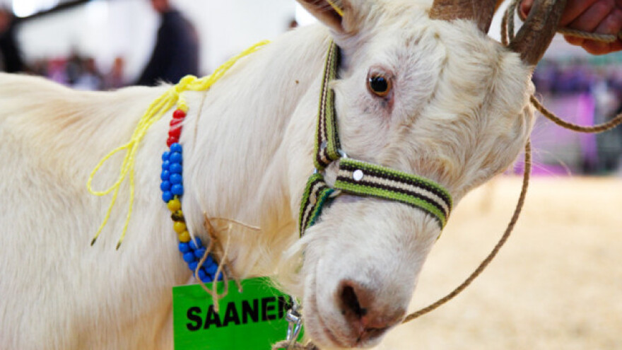 Posebnost sajma u Izmiru - pčelari!