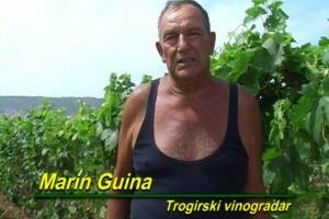 Podizanje novih nasada vinograda