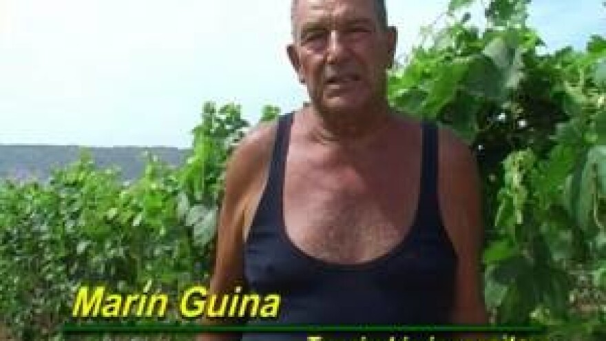 Podizanje novih nasada vinograda