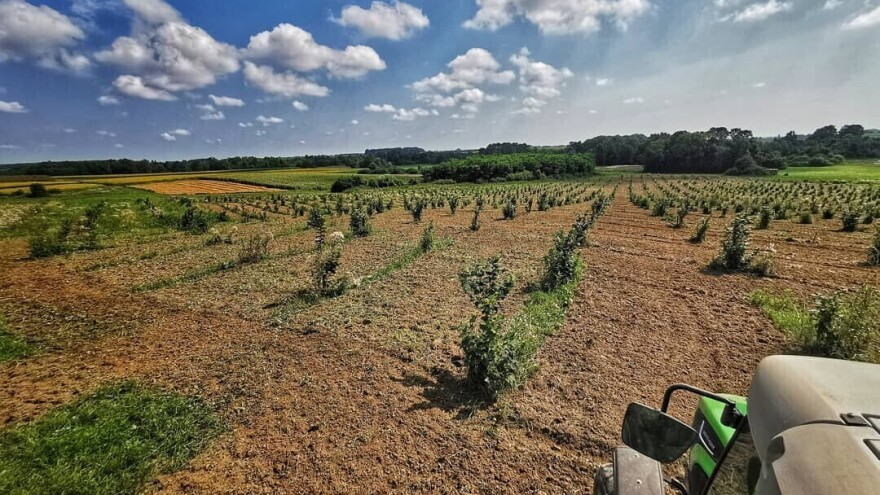 Hrvatska i Bugarska najviše povećale poljoprivrednu površinu pod ekološkim uzgojem