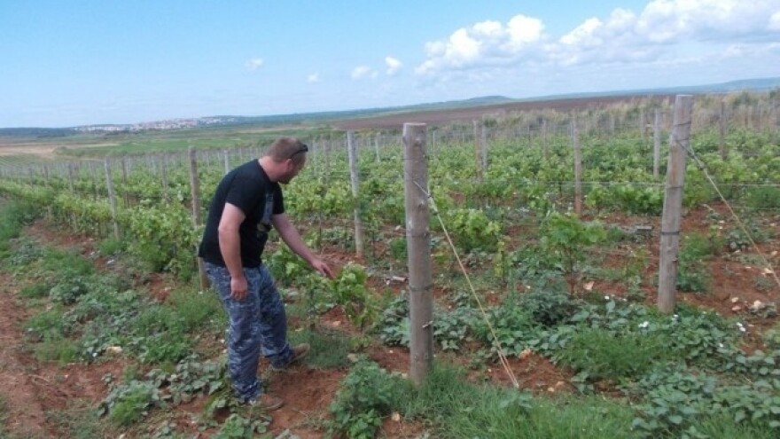 Ako prije i nisu, Malvaziju sad shvaćaju ozbiljno