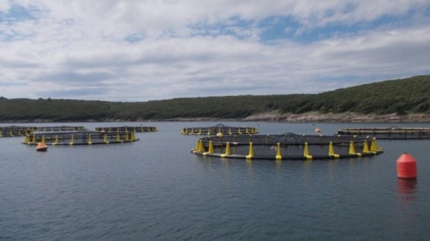 Ribe iz Cromaris uzgajališta direktno u prodaju