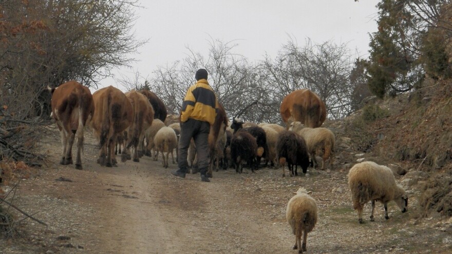 Psi lutalice i medvedi sve češće kolju stada