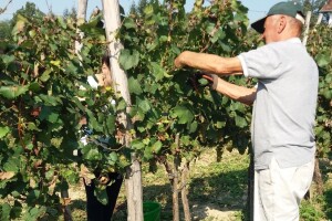Nedeljko Jaćimović: Ljubav prema vinima prenio sam na sinove, a najsrećnije doba godine, nama je berba grožđa