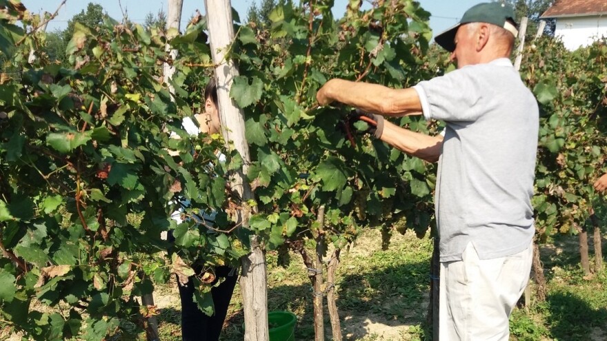 Nedeljko Jaćimović: Ljubav prema vinima prenio sam na sinove, a najsrećnije doba godine, nama je berba grožđa