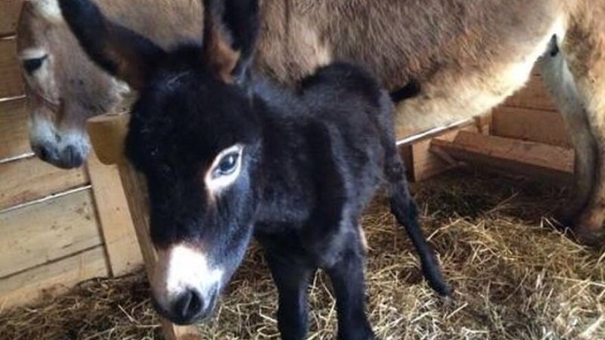 Rade domaće mlijeko, sir i Kleopatrinu kupku!
