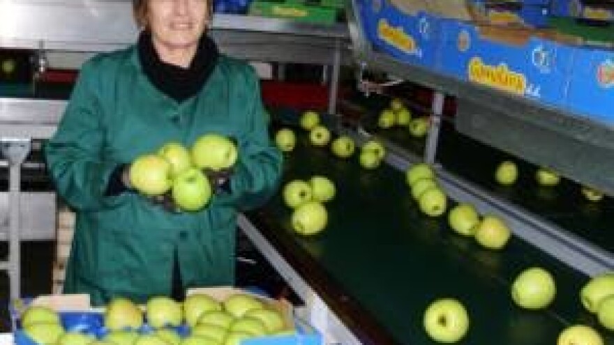 Ponuđeni modeli racionalnog povezivanja trgovine, skladištenja i proizvodnje jabuka