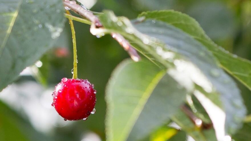 Smjena sunčanih i kišnih perioda - adekvatno zaštitite bilje