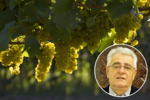 Tko nije dobar podrumar, uzalud je dobar vinogradar
