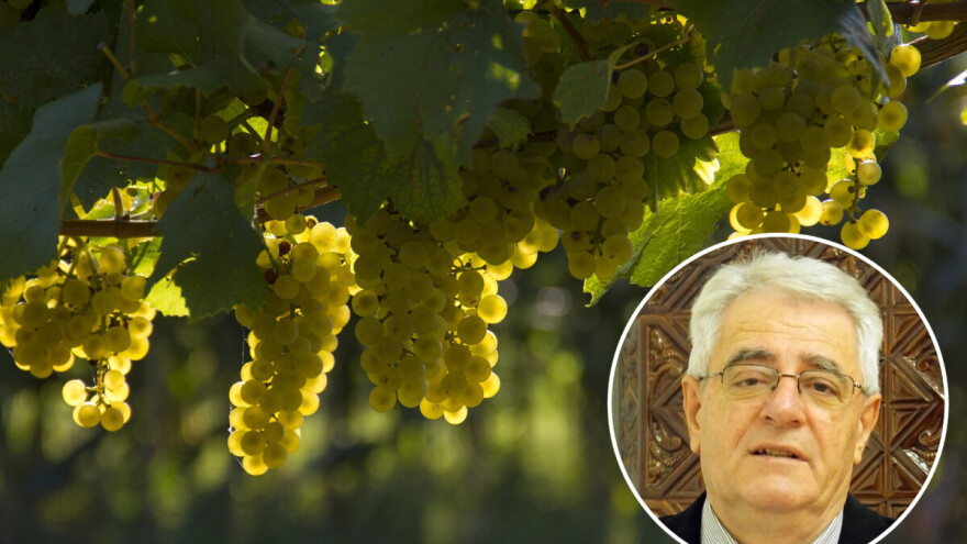 Tko nije dobar podrumar, uzalud je dobar vinogradar