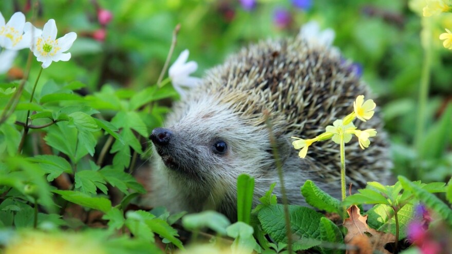 Sunce, kiša, mraz ili u dvije riječi - promjenjivi mart