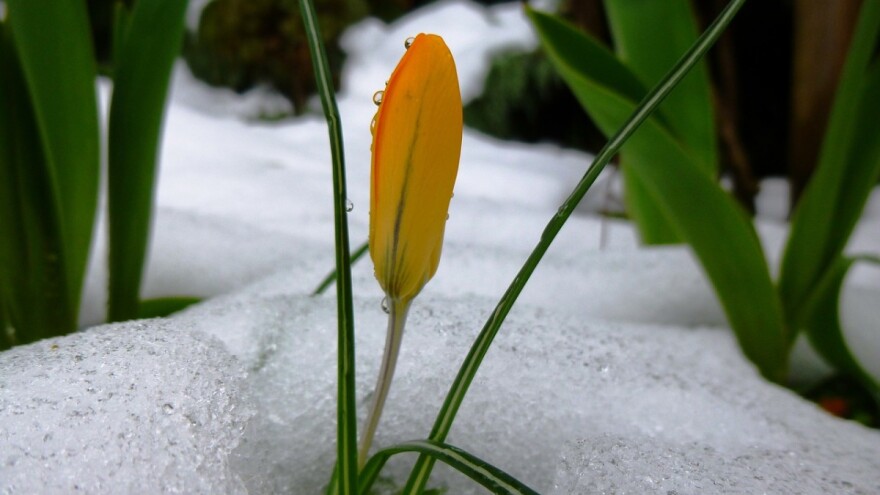 Zima toliko kasni da je stigla u proljeće?