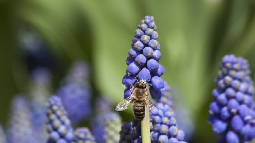Vrijeme povoljno za sadnju, sjetvu ili suzbijanje korova