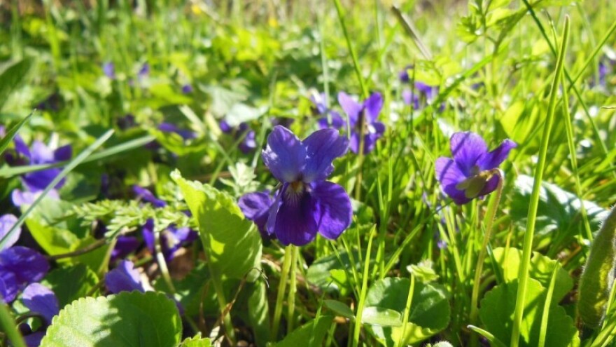 Pokoji pljusak, ali sunčano vrijeme dolazi!
