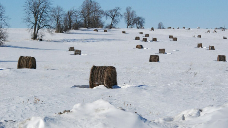 Temperature u minusu, snijeg štiti usjeve
