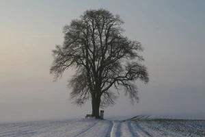 Hladna jutra, ali više dnevne temperature