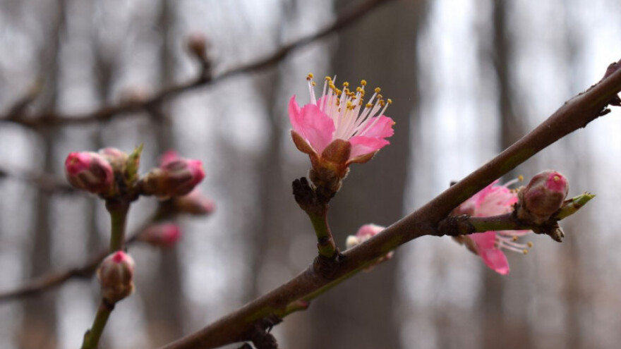 Mraz prijeti voćarskim kulturama