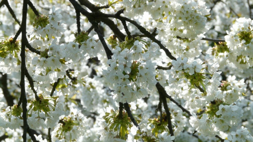 Vrijeme pogoduje infekciji voćarskih kultura