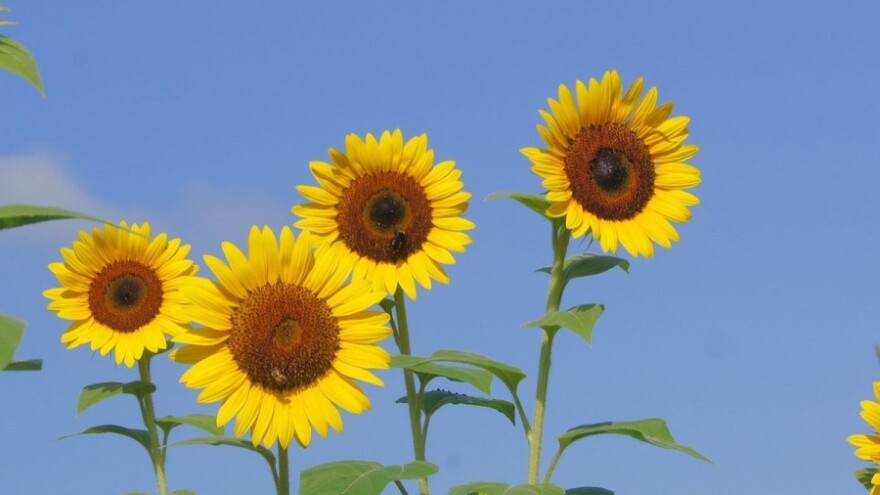 Stiže toplinski udar, izbjegavajte radove u polju