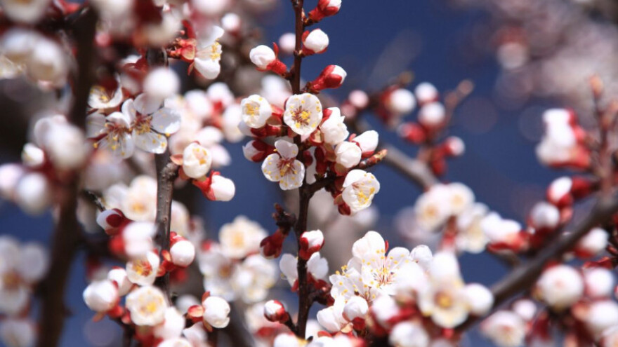 Moguća pojava mraza, zaštitite svoje kulture