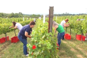 Projekt Agro-tech: Polaznici u vinogradu i podrumu naučili cijeli proces proizvodnje vina