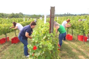Projekt Agro-tech: Polaznici u vinogradu i podrumu naučili cijeli proces proizvodnje vina