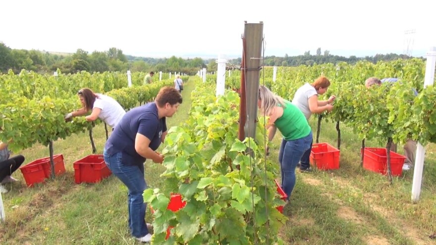 Projekt Agro-tech: Polaznici u vinogradu i podrumu naučili cijeli proces proizvodnje vina