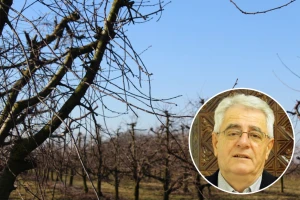 Razmišljate o rezidbi? Vrijeme će vas poslužiti