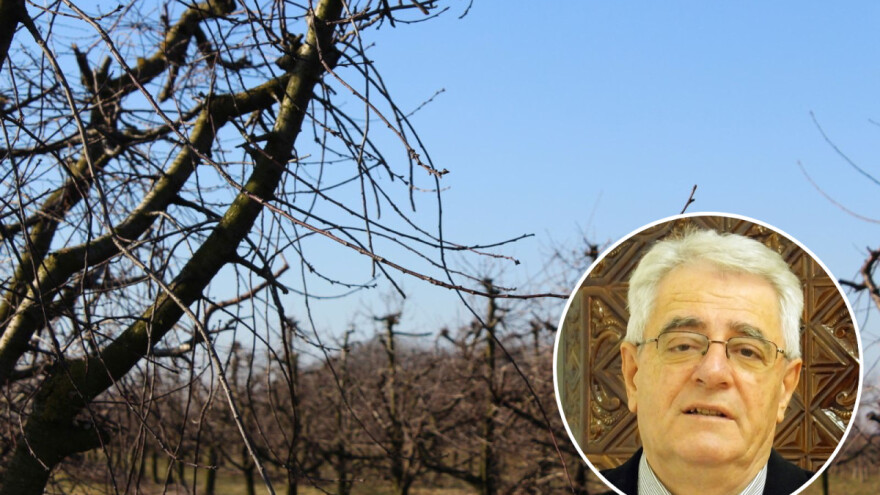 Razmišljate o rezidbi? Vrijeme će vas poslužiti