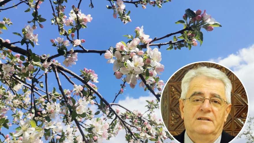 Kiša može uzrokovati pokoricu, a je li kraj strepnji od mraza?