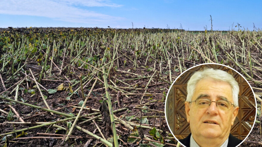 Sveti Frane - nesta u polju hrane