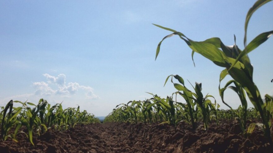 SX tehnologijom do bržeg suzbijanja korova!