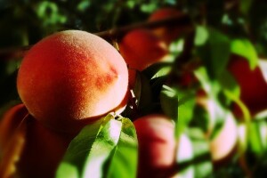 Zaštitite breskve početkom vegetacije